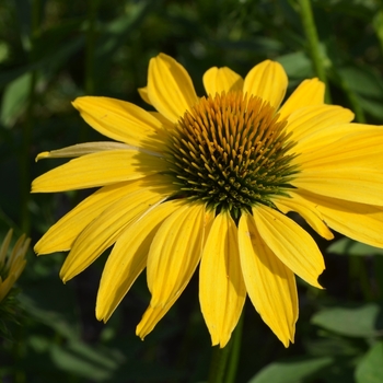 Echinacea Prairie Pillars™ 'Leilani' (072775)