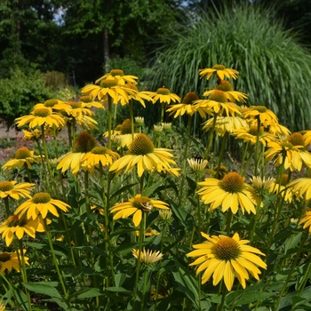 Echinacea Prairie Pillars™ 'Leilani' (072776)