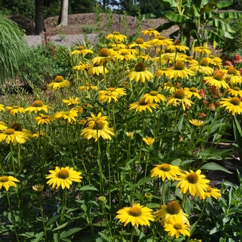 Echinacea Prairie Pillars™ 'Leilani' (072777)