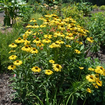 Echinacea Prairie Pillars™ 'Leilani' (072779)