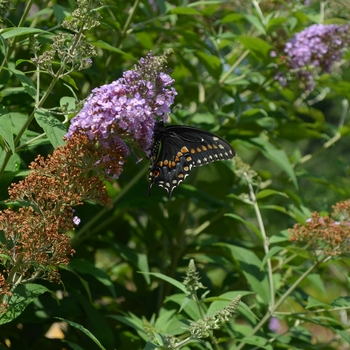 Buddleia davidii 'Butterfly Heaven' (072786)