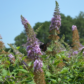 Buddleia davidii 'Butterfly Heaven' (072789)