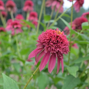 Echinacea purpurea 'Raspberry Truffle' (072793)