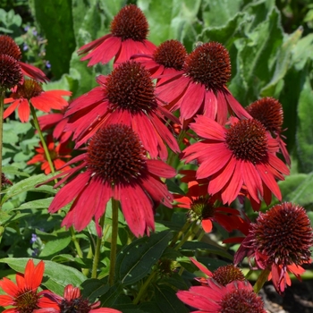 Echinacea Sombrero® 'Salsa Red' (072824)