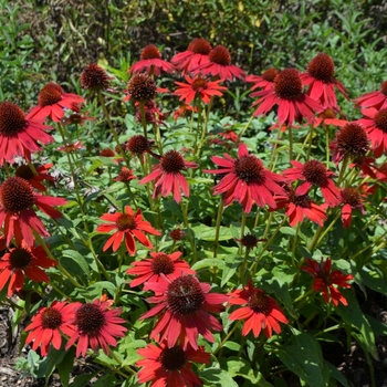 Echinacea Sombrero® 'Salsa Red' (072825)