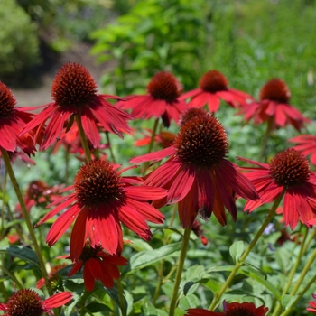 Echinacea Sombrero® 'Salsa Red' (072826)