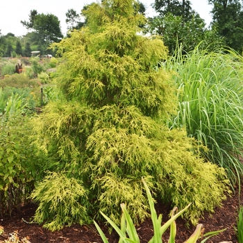 Chamaecyparis obtusa 'Lemon Twist' (072834)