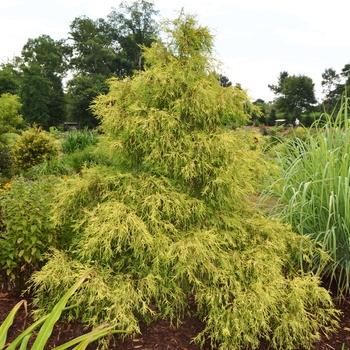 Chamaecyparis obtusa 'Lemon Twist' (072835)