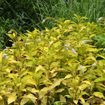 Lysimachia clethroides 'OJ Gold Form' (072846)