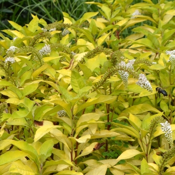 Lysimachia clethroides 'OJ Gold Form' (072847)