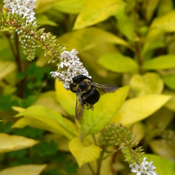 Lysimachia clethroides 'OJ Gold Form' (072848)