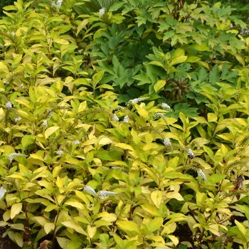 Lysimachia clethroides 'OJ Gold Form' (072849)