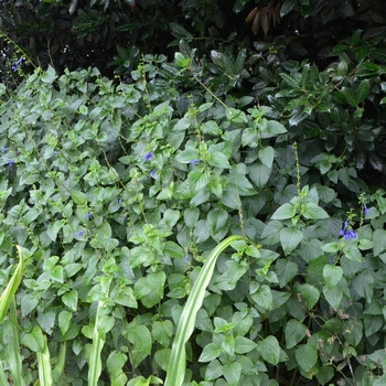 Salvia guaranitica 'Brazil' (072889)