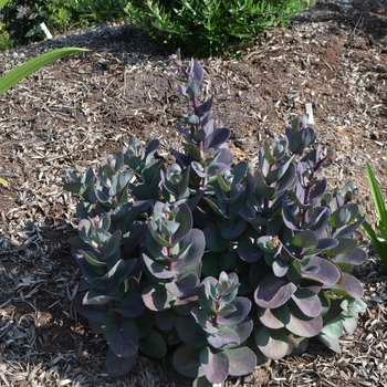 Sedum SunSparkler® 'Blue Pearl' (072893)