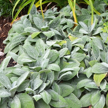 Stachys byzantina 'Helene von Stein' (072949)