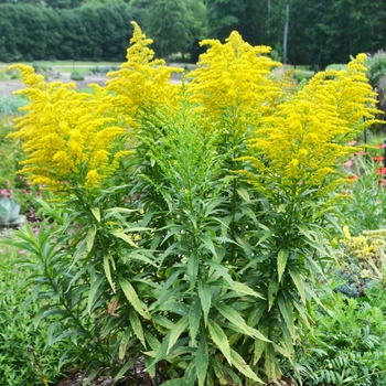 Solidago 'Golden Baby' (072954)