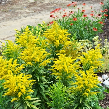 Solidago 'Golden Baby' (072955)