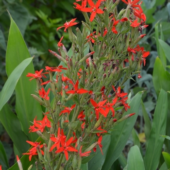 Silene regia 'Prairie Fire' (072957)