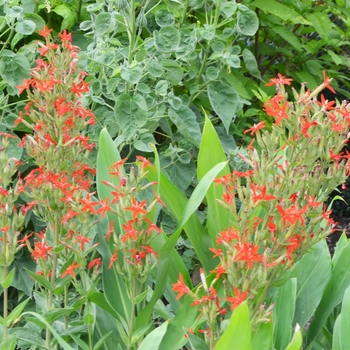 Silene regia 'Prairie Fire' (072958)