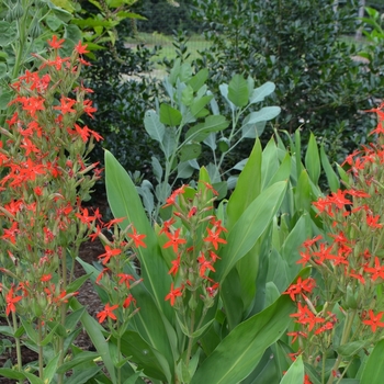 Silene regia 'Prairie Fire' (072959)