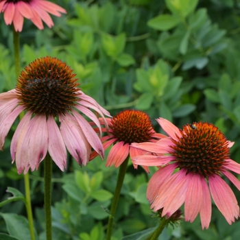 Echinacea purpurea Big Sky™ 'Sundown™' (072986)