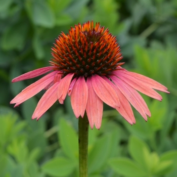 Echinacea purpurea Big Sky™ 'Sundown™' (072991)