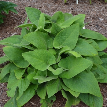 Phlomis russeliana 'Mosaic' (072998)