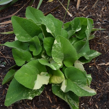 Phlomis russeliana 'Mosaic' (072999)