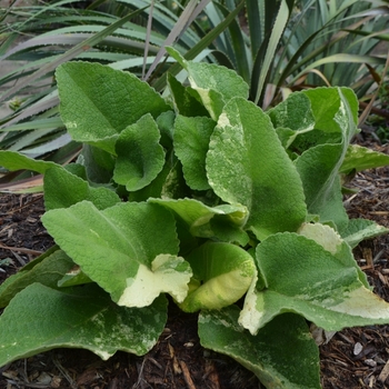 Phlomis russeliana 'Mosaic' (073000)