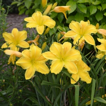 Hemerocallis 'Golden Morning' (073001)