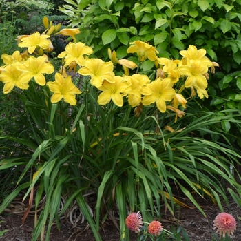 Hemerocallis 'Golden Morning' (073002)