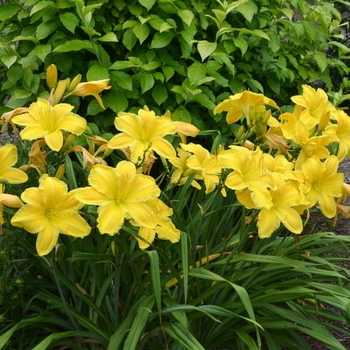 Hemerocallis 'Golden Morning' (073004)