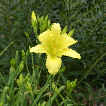 Hemerocallis 'Flourish of Trumpets' (073006)