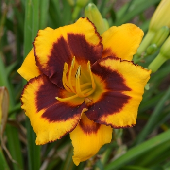 Hemerocallis 'Now and Zen' (073007)