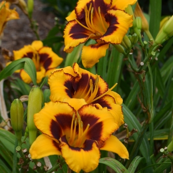 Hemerocallis 'Now and Zen' (073008)