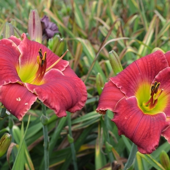 Hemerocallis 'Point of Divergence' (073010)