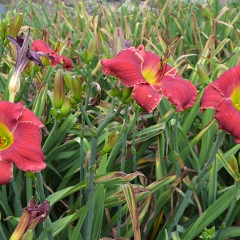 Hemerocallis 'Point of Divergence' (073011)