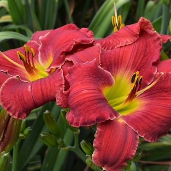 Hemerocallis 'Point of Divergence' (073013)