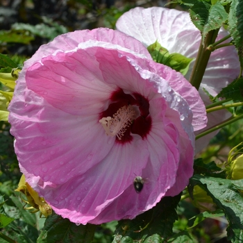 Hibiscus 'Tie Dye' (073014)