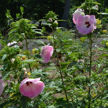 Hibiscus 'Tie Dye' (073016)