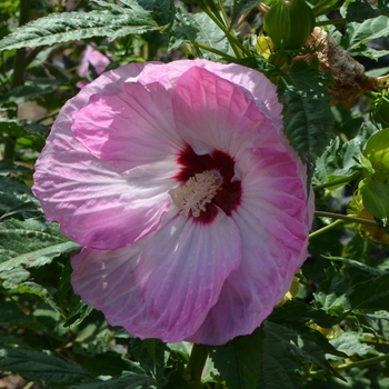 Hibiscus 'Tie Dye' (073017)