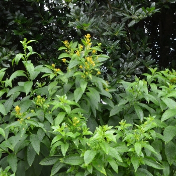 Cestrum auranticum '' (073101)