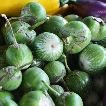 Solanum xanthocarpum '' (073131)