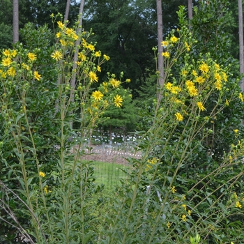 Silphium asteriscus '' (073134)