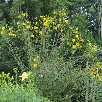 Silphium asteriscus '' (073135)