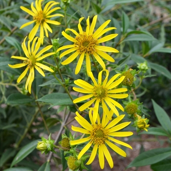 Silphium asteriscus '' (073136)