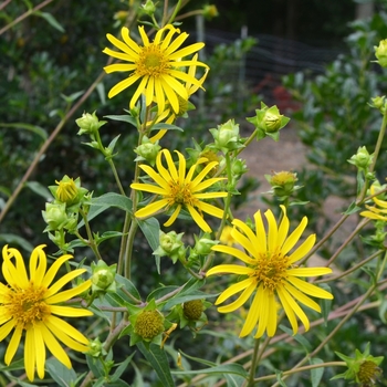 Silphium asteriscus '' (073137)