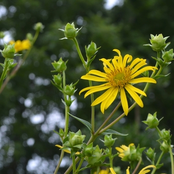 Silphium asteriscus '' (073139)