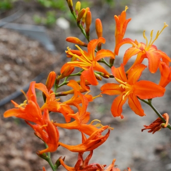 Crocosmia aurea 'Adriana' (073141)