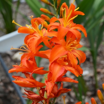 Crocosmia aurea 'Adriana' (073143)